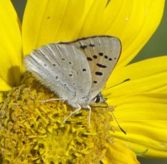 Lycaena rubidus P1480217a by
xpda. Used under a CC BY-SA 4.0 license.