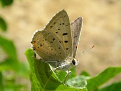 Lycaena xanthoides by Andy Kleinhesselink. Used under a CC0 license.