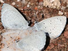 Celastrina echo-cinerea puddling by peterwchen. Used under a CC BY 4.0 license.