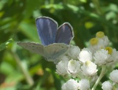 Plebejus anna P1060254a by 
xpda. Used under a CC BY-SA 4.0 license.
