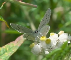 Plebejus anna P1060255a by 
xpda. Used under a CC BY-SA 4.0 license.