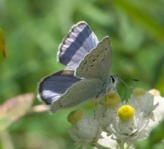 Plebejus anna P1060256b by 
xpda. Used under a CC BY-SA 4.0 license.