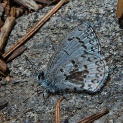 Celastrina echo sidara-1 by Eugene Zelenko. Used under a CC BY-SA 4.0 license.