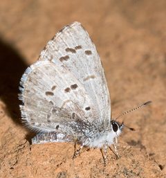 Celastrina ladon by Mike Boone. Used under a CC BY-SA 2.5 license.