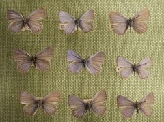 Celastrina ladon Bruce by Skye McDavid. Used under a CC BY 4.0 license.
