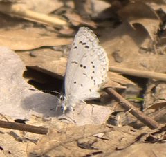 Celastrina ladon P1170453a by
xpda. Used under a CC BY-SA 4.0 license.