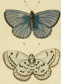 Celastrina ladon ill by Pieter Cramer (1721 - 1776) and Caspar Stoll (between  1725 and 1730 - 1791). Used under a Public domain license.