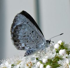 Celastrina lucia by Jacy Lucier. Used under a CC BY-SA 4.0 license.