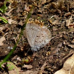 Celastrina lucia1 by Dendroica cerulea. Used under a CC BY 2.0 license.