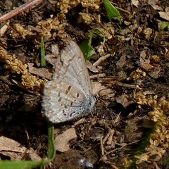 Celastrina lucia2 by Dendroica cerulea. Used under a CC BY 2.0 license.