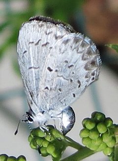 Celastrina lucia female by Jacy Lucier. Used under a CC BY-SA 4.0 license.