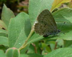 Eastern Spring Azure by Benny Mazur. Used under a CC BY 2.0 license.