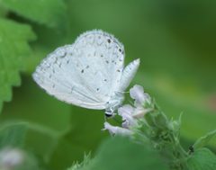 Celastrina neglecta P1010974a by
xpda. Used under a CC BY-SA 4.0 license.