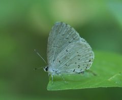 Celastrina neglecta P1140802a by 
xpda. Used under a CC BY-SA 4.0 license.
