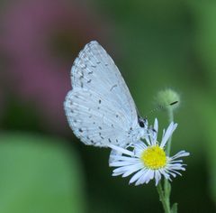Celastrina neglecta P1180180a by 
xpda. Used under a CC BY-SA 4.0 license.