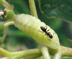Celastrina neglecta larva 3rd white by Jacy Lucier. Used under a CC BY-SA 4.0 license.