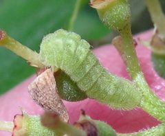 Celastrina neglecta larvae 3rd green by Jacy Lucier. Used under a CC BY-SA 4.0 license.