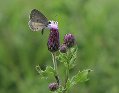 Summer Azure on Creeping Thistle by Azureke. Used under a CC BY-SA 4.0 license.