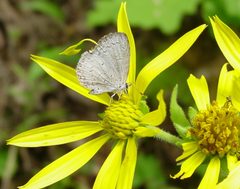 Celastrina neglectamajor by pondhawk. Used under a CC BY 2.0 license.