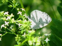 Cherry Gall Azure by D. Gordon E. Robertson. Used under a CC BY-SA 3.0 license.