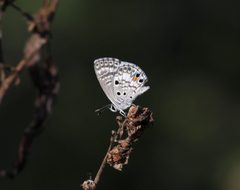 Cyclargus ammon 294A8468 Siboney Stgo Cuba by Christian Pirkl. Used under a CC BY-SA 4.0 license.