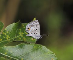 Cyclargus thomasi 294A9459 Caleton Blanco Stgo Cuba by Christian Pirkl. Used under a CC BY-SA 4.0 license.