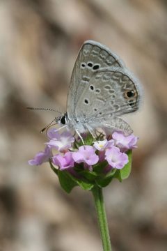 Echinargus isola 1 by Anne Toal from US. Used under a CC BY 2.0 license.
