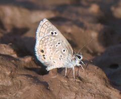 Echinargus isola P1210628a by
xpda. Used under a CC BY-SA 4.0 license.