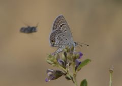 Echinargus isola P1470159a by
xpda. Used under a CC BY-SA 4.0 license.