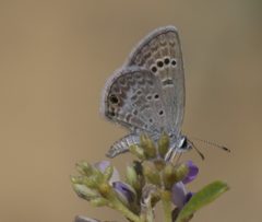 Echinargus isola P1470161a by 
xpda. Used under a CC BY-SA 4.0 license.