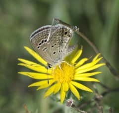 Echinargus isola P1500539a by 
xpda. Used under a CC BY-SA 4.0 license.