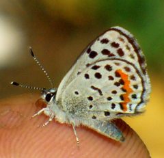 Euphilotes battoides by Jessie Terwilliger. Used under a CC BY 2.0 license.