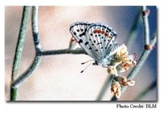 Sand Mountain Blue Butterfly by wikipedia. Used under a Public domain license.