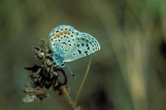 Euphilotes rita by Howard Ensign Evans. Used under a CC BY 3.0 us license.