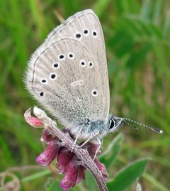 Glaucopsyche lygdamus NB by Jacy Lucier. Used under a CC BY-SA 4.0 license.