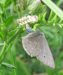 Glaucopsyche lygdamus female by Jacy Lucier. Used under a CC BY-SA 4.0 license.