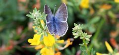 Palos verdes blue butterfly insect glaucopsyche lygdamus palosverdesensis by Hendron Jane, U.S. Fish and Wildlife Service. Used under a Public domain license.