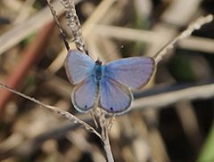 Hemiargus ceraunus by leppyone. Used under a CC BY 2.0 license.