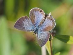 Hemiargus ceraunus 112284634 by Zygy. Used under a CC0 license.