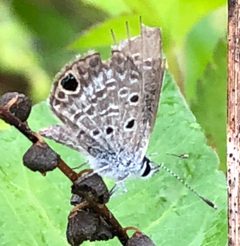 Hemiargus ceraunus ssp. antibubastus by Sam Kieschnick. Used under a CC BY 4.0 license.