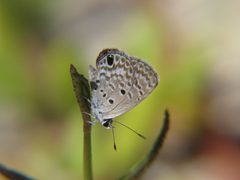 Hemiargus ceraunus ssp. filenus by Paul Prior. Used under a CC BY 4.0 license.