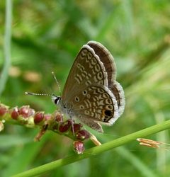 Hemiargus ceraunus watsoni - Flickr - gailhampshire by gailhampshire from Cradley, Malvern, U.K. Used under a CC BY 2.0 license.