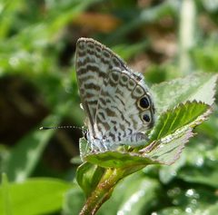 Cassius Blue. Leptotes cassius - Flickr - gailhampshire by gailhampshire from Cradley, Malvern, U.K. Used under a CC BY 2.0 license.