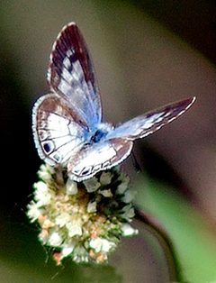 Leptotes cassius by leppyone. Used under a CC BY 2.0 license.