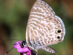 Leptotes marina-ventral by Peterwchen. Used under a CC BY-SA 4.0 license.