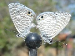 MARINE BLUE Leptotes marina mating by Raquel Baranow. Used under a CC BY-SA 4.0 license.