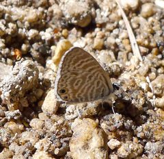 Marine Blue. Leptotes marina - Flickr - gailhampshire by gailhampshire from Cradley, Malvern, U.K. Used under a CC BY 2.0 license.