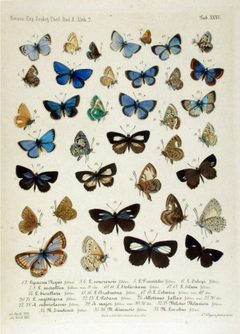 NovaraExpZoologischeTheilLepidopteraAtlasTaf35 by Felder. Used under a Public domain license.