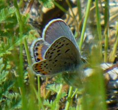 Plebejus acmon by Jessie Terwilliger. Used under a CC BY 2.0 license.