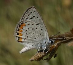 Plebejus acmon2 by Calibas. Used under a CC BY-SA 3.0 license.